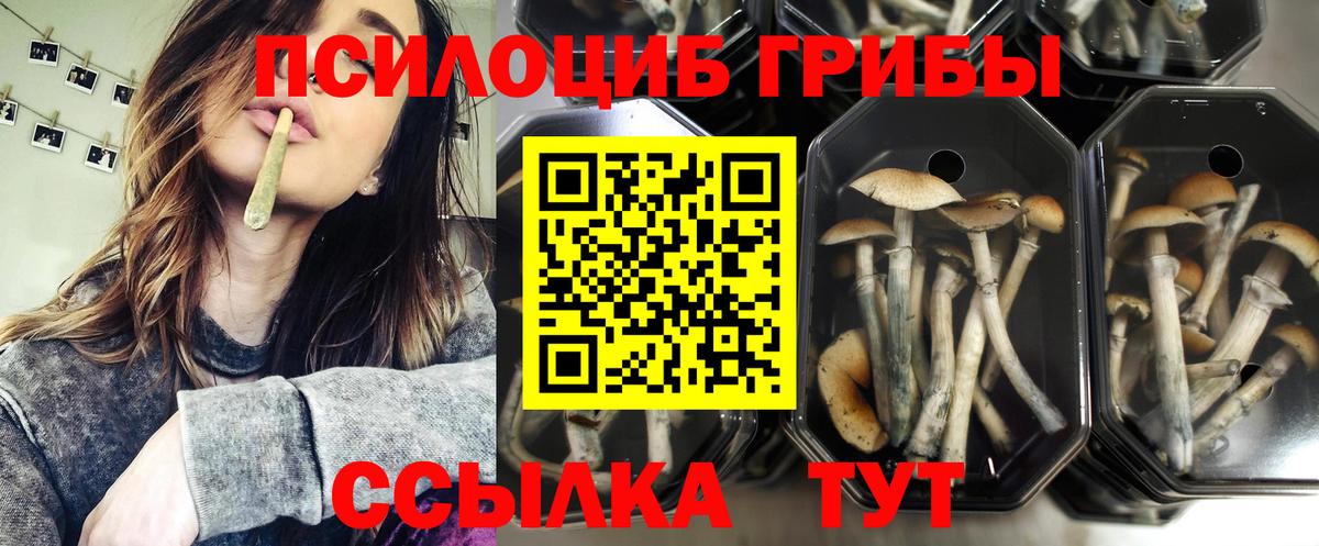 Зеленокумск  Псилоцибиновые грибы Cubensis  Вход с VPN 